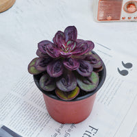 5'' Echeveria Nodulosa S, Rare Live Succulent Plants
