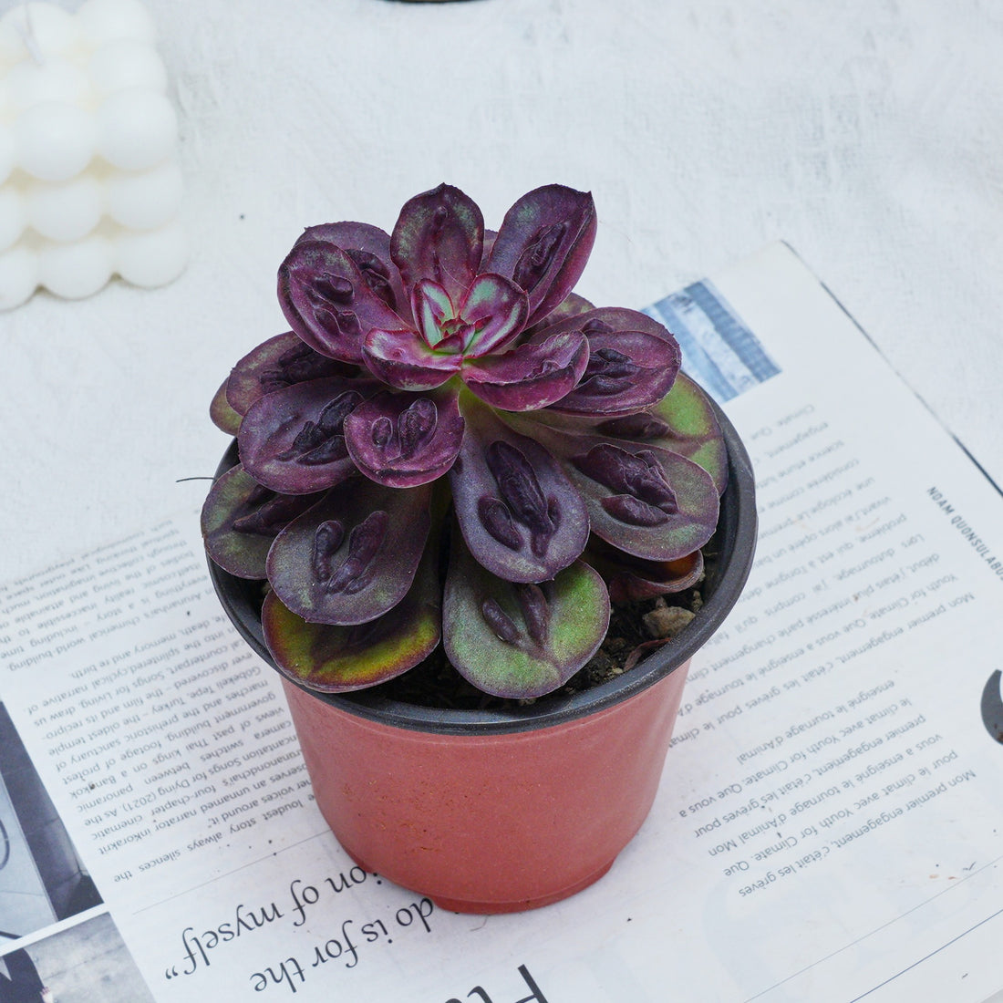 5'' Echeveria Nodulosa S, Rare Live Succulent Plants