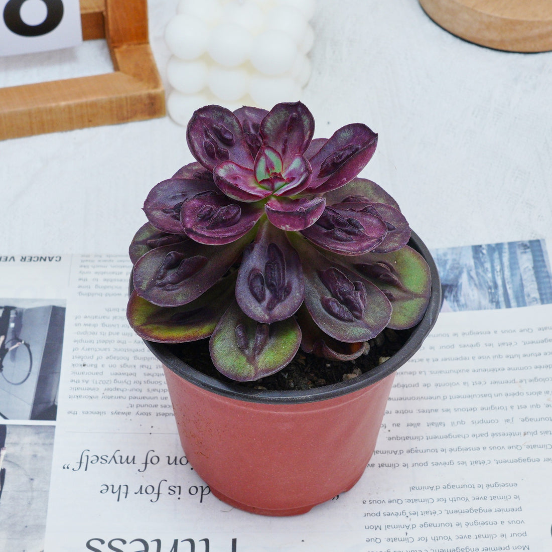 5'' Echeveria Nodulosa S, Rare Live Succulent Plants