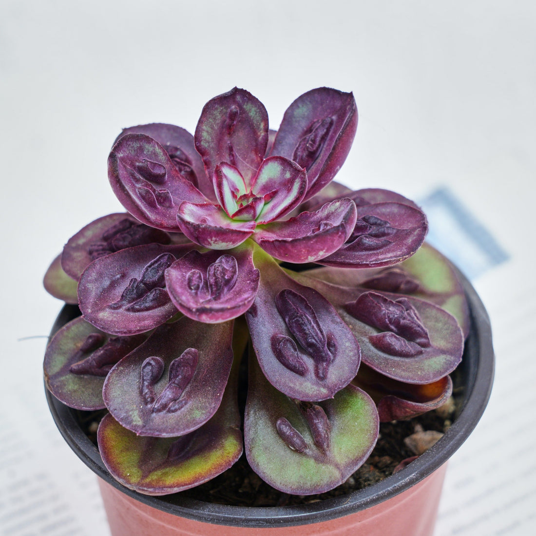 5'' Echeveria Nodulosa S, Rare Live Succulent Plants