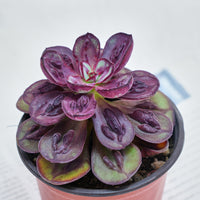 5'' Echeveria Nodulosa S, Rare Live Succulent Plants