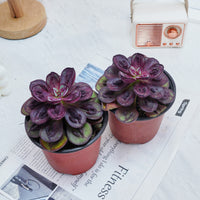5'' Echeveria Nodulosa S, Rare Live Succulent Plants