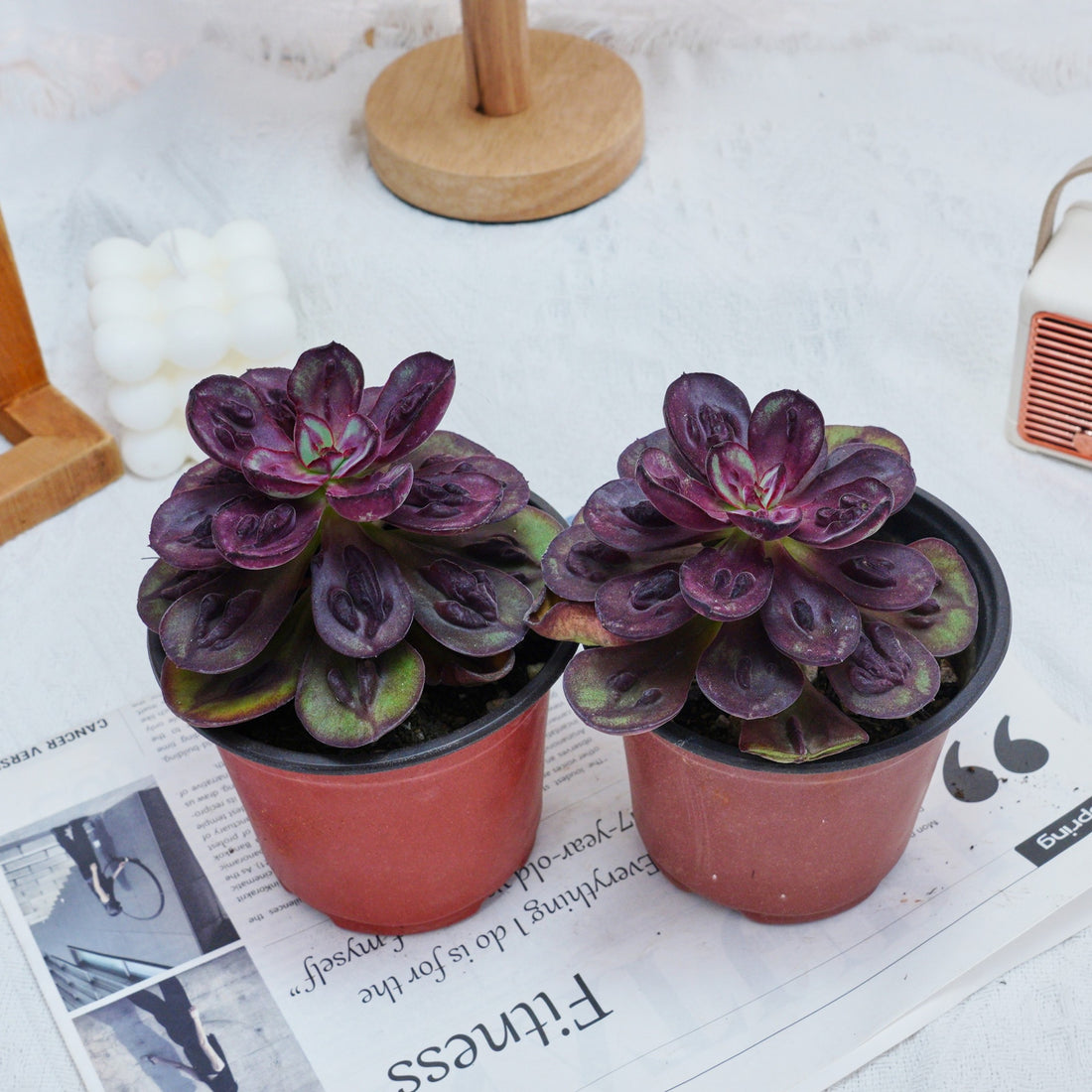 5'' Echeveria Nodulosa S, Rare Live Succulent Plants