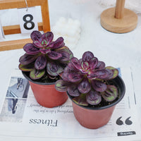 5'' Echeveria Nodulosa S, Rare Live Succulent Plants
