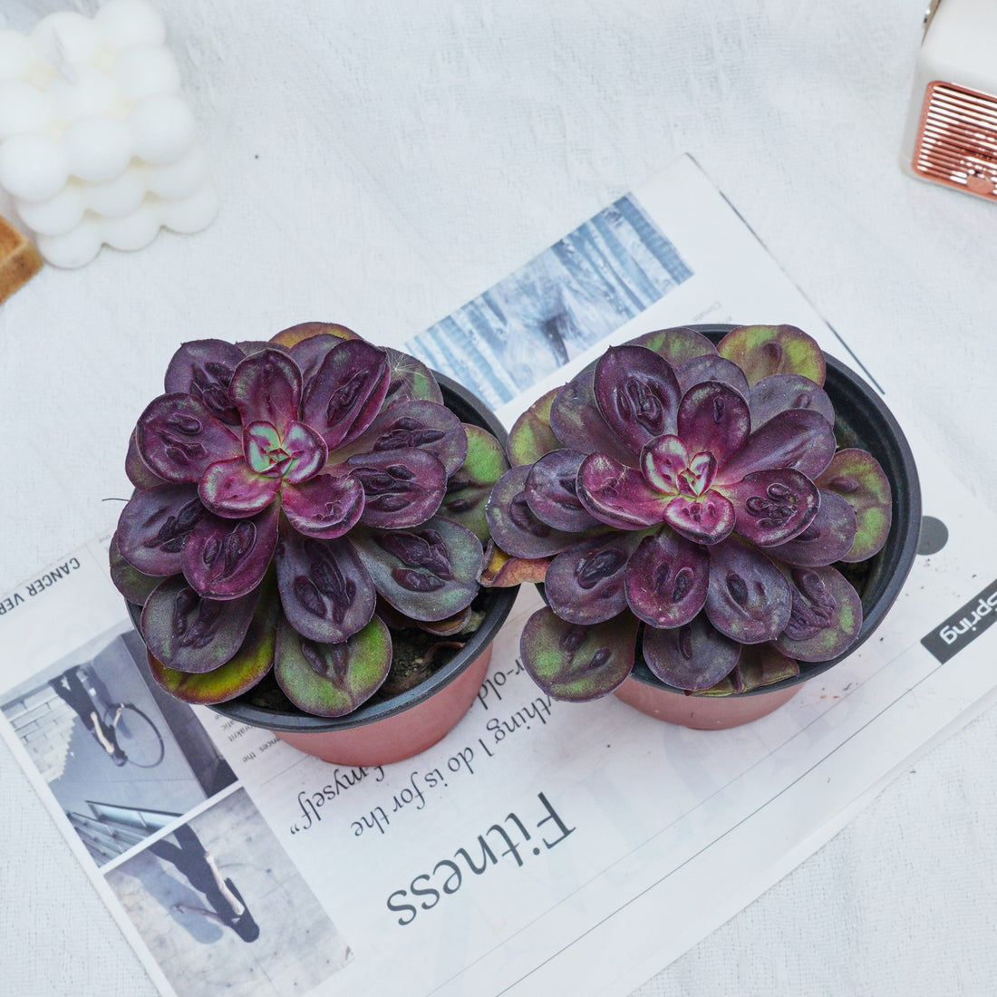 5'' Echeveria Nodulosa S, Rare Live Succulent Plants