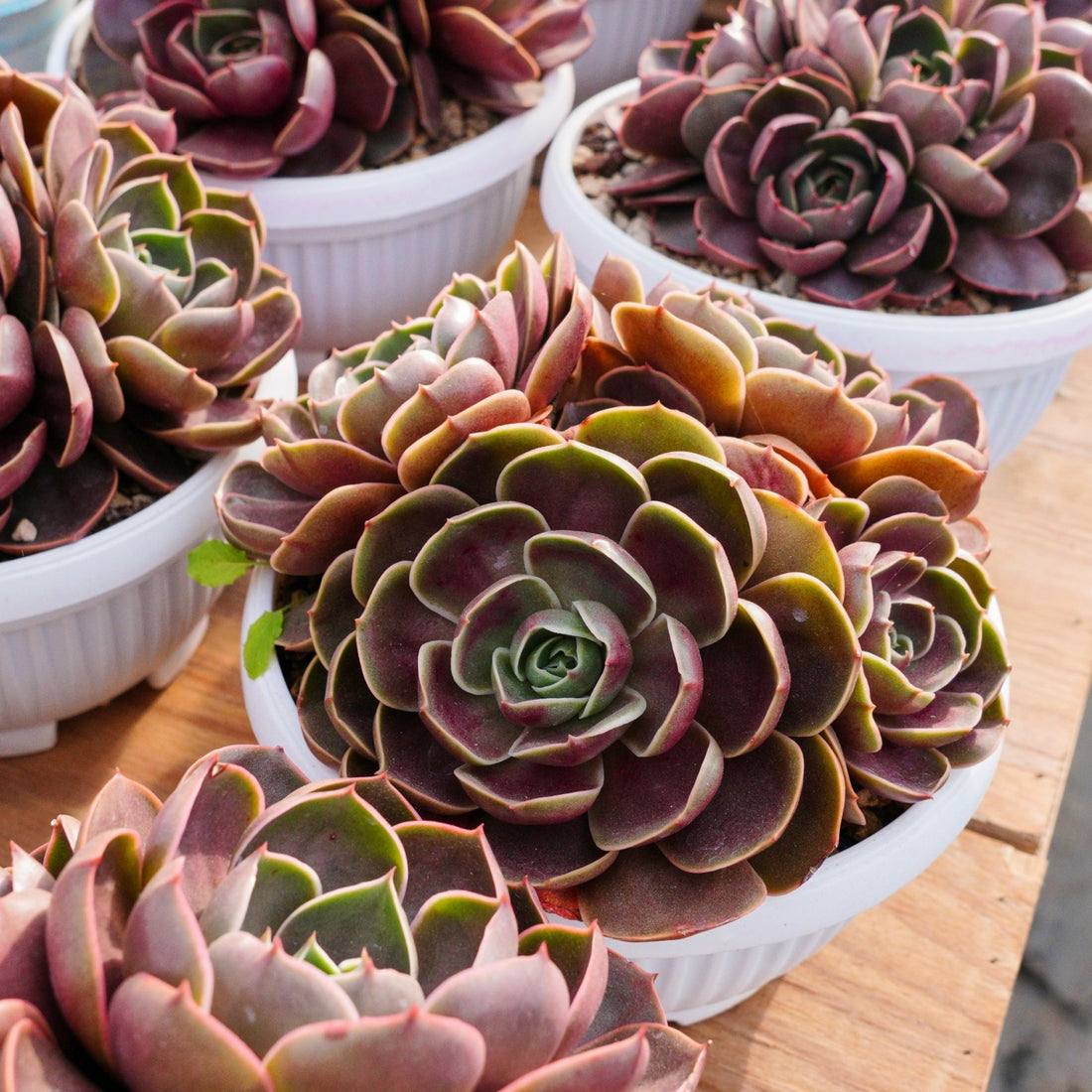 8'' Echeveria Red Hole, Rare Live Succulent Plants