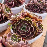 8'' Echeveria Red Hole, Rare Live Succulent Plants