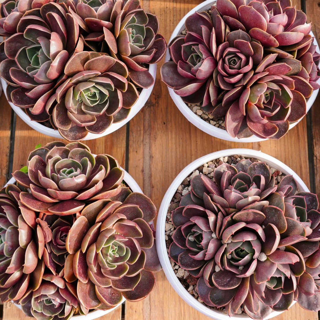 8'' Echeveria Red Hole, Rare Live Succulent Plants