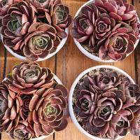 8'' Echeveria Red Hole, Rare Live Succulent Plants