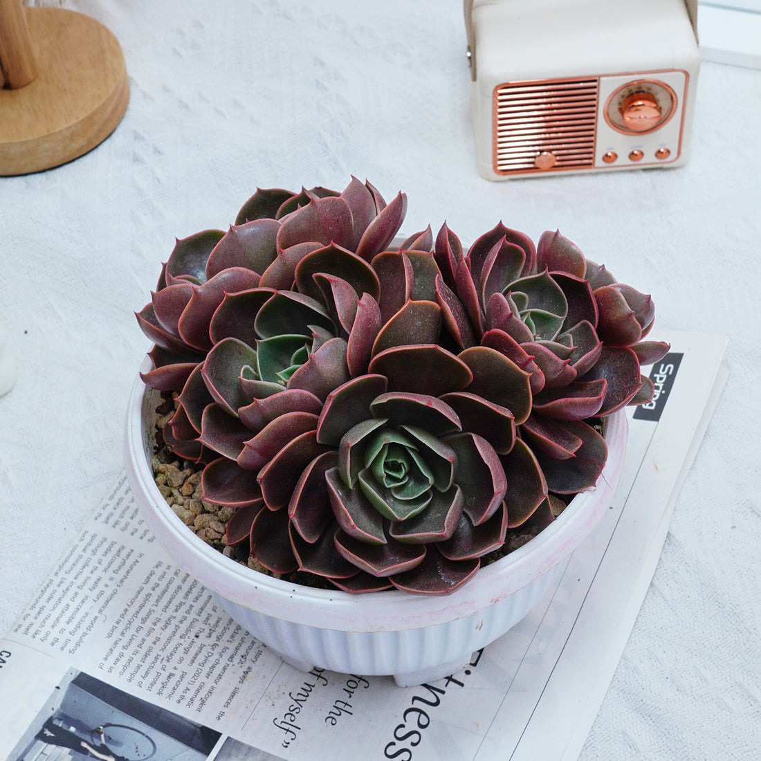 8'' Echeveria Red Hole, Rare Live Succulent Plants