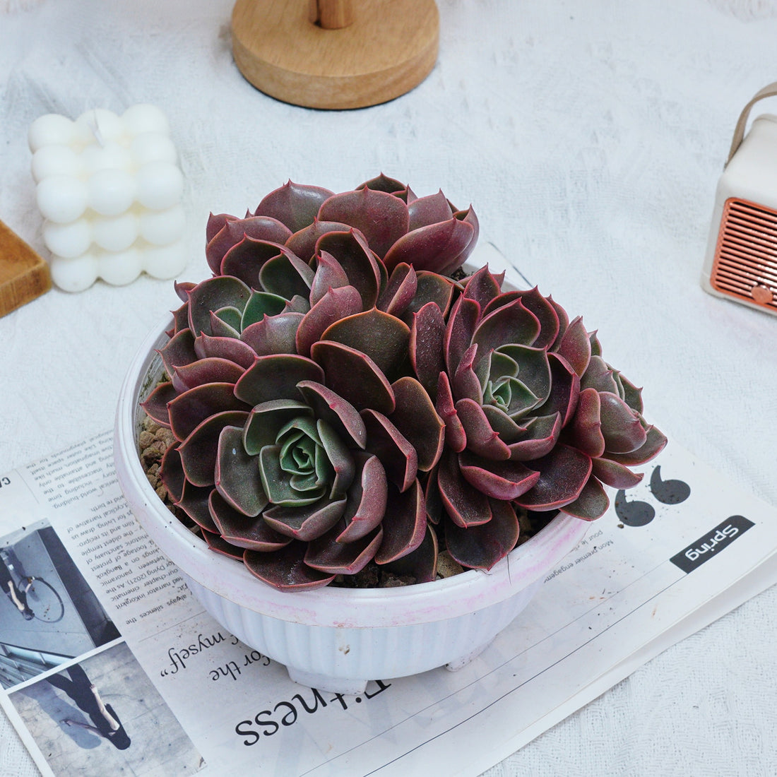8'' Echeveria Red Hole, Rare Live Succulent Plants