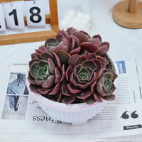 8'' Echeveria Red Hole, Rare Live Succulent Plants