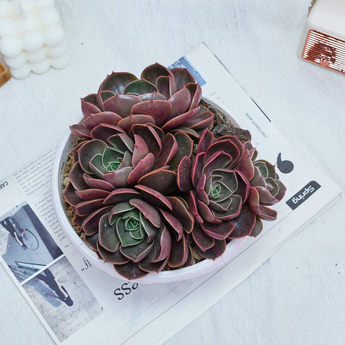 8'' Echeveria Red Hole, Rare Live Succulent Plants