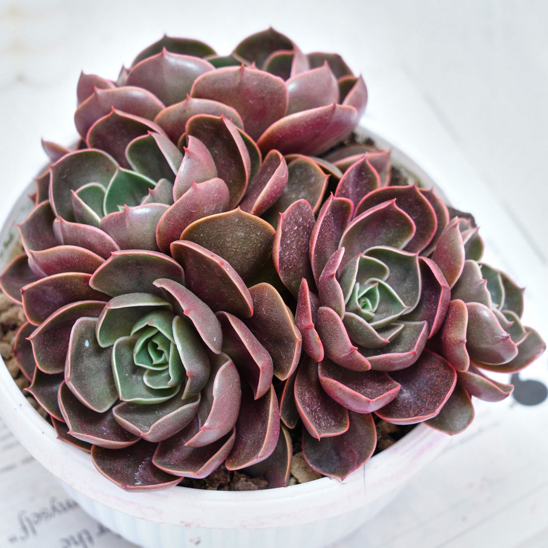 8'' Echeveria Red Hole, Rare Live Succulent Plants