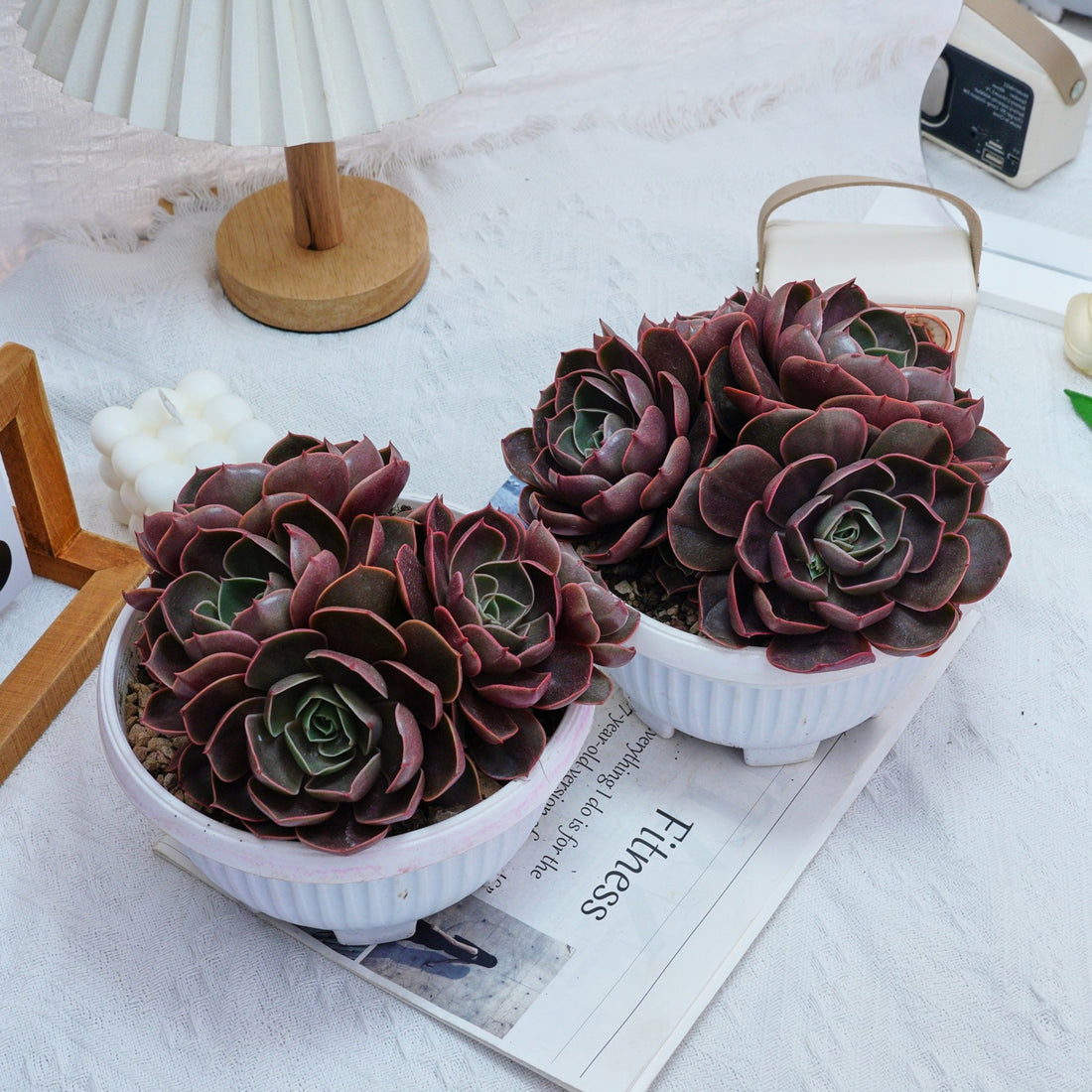 8'' Echeveria Red Hole, Rare Live Succulent Plants