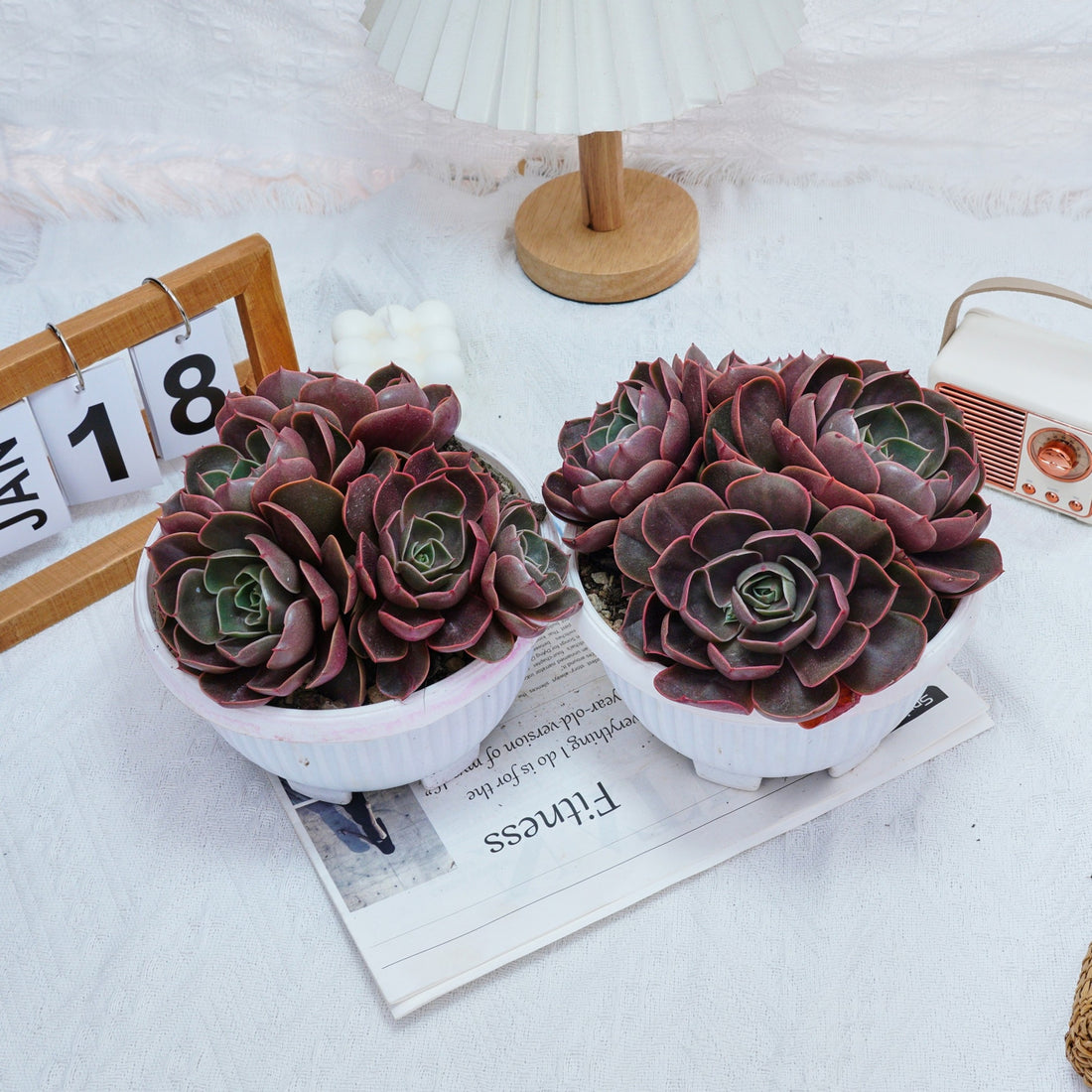 8'' Echeveria Red Hole, Rare Live Succulent Plants
