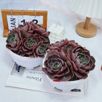 8'' Echeveria Red Hole, Rare Live Succulent Plants