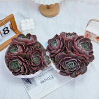 8'' Echeveria Red Hole, Rare Live Succulent Plants