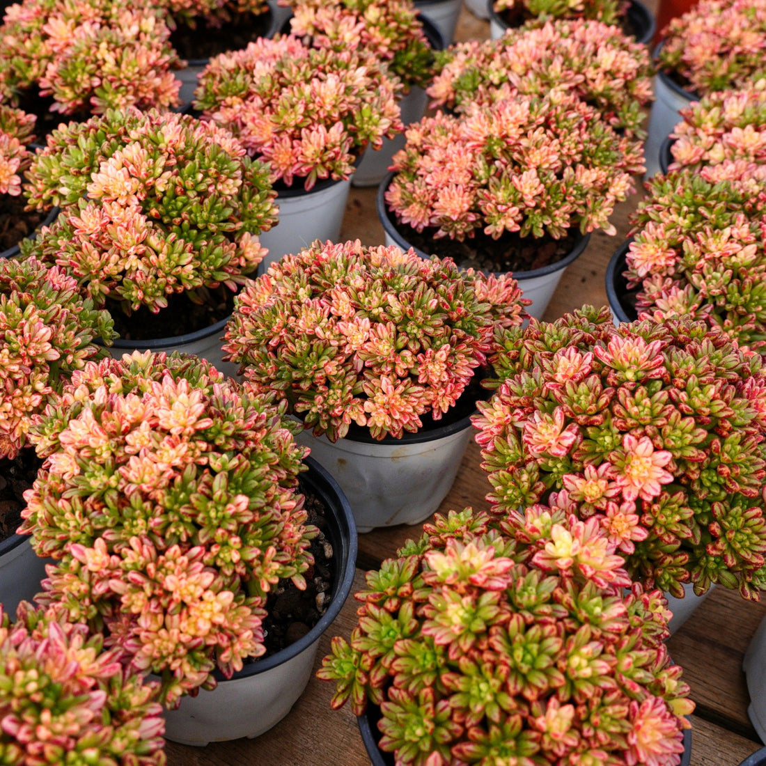 4'' Aeonium Loartei Variegated, Rare Live Succulent Plants