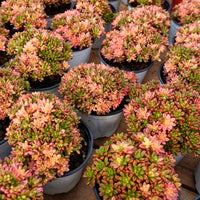 4'' Aeonium Loartei Variegated, Rare Live Succulent Plants