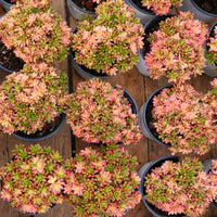 4'' Aeonium Loartei Variegated, Rare Live Succulent Plants