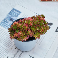4'' Aeonium Loartei Variegated, Rare Live Succulent Plants