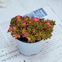 4'' Aeonium Loartei Variegated, Rare Live Succulent Plants