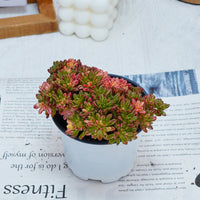 4'' Aeonium Loartei Variegated, Rare Live Succulent Plants