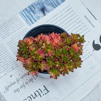 4'' Aeonium Loartei Variegated, Rare Live Succulent Plants