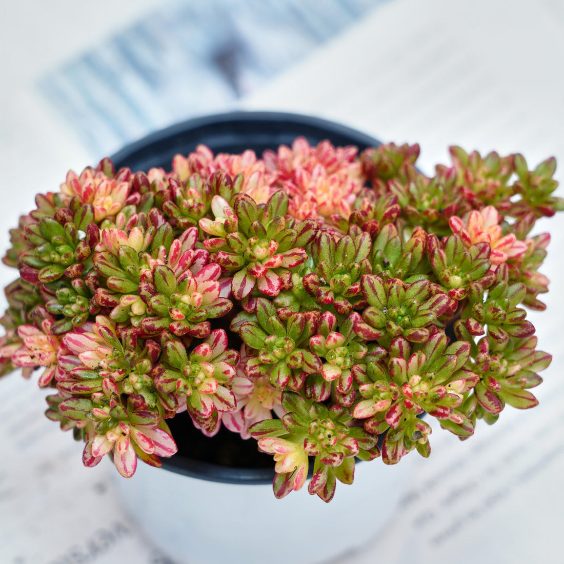 4'' Aeonium Loartei Variegated, Rare Live Succulent Plants