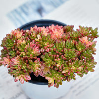 4'' Aeonium Loartei Variegated, Rare Live Succulent Plants