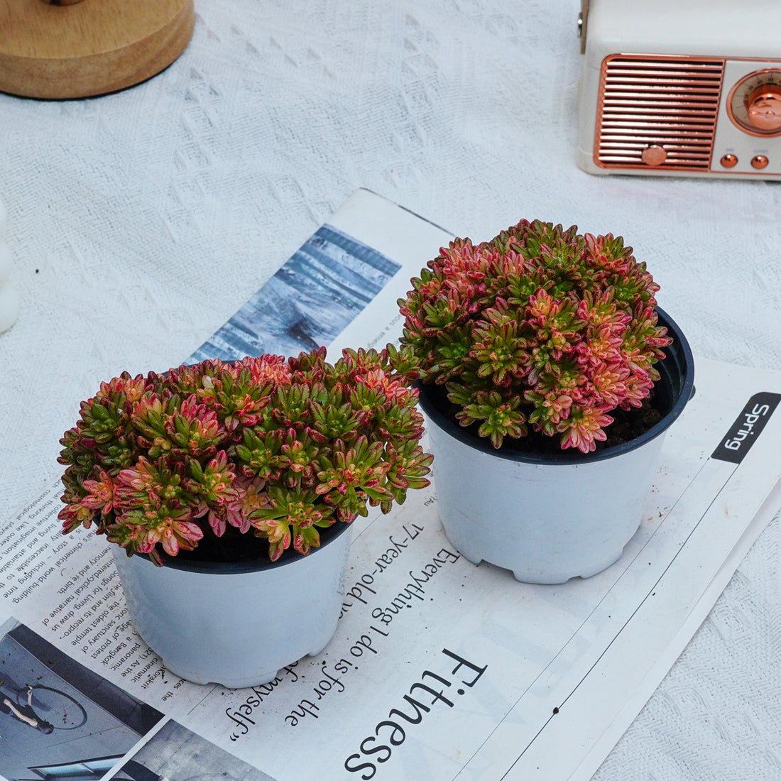 4'' Aeonium Loartei Variegated, Rare Live Succulent Plants