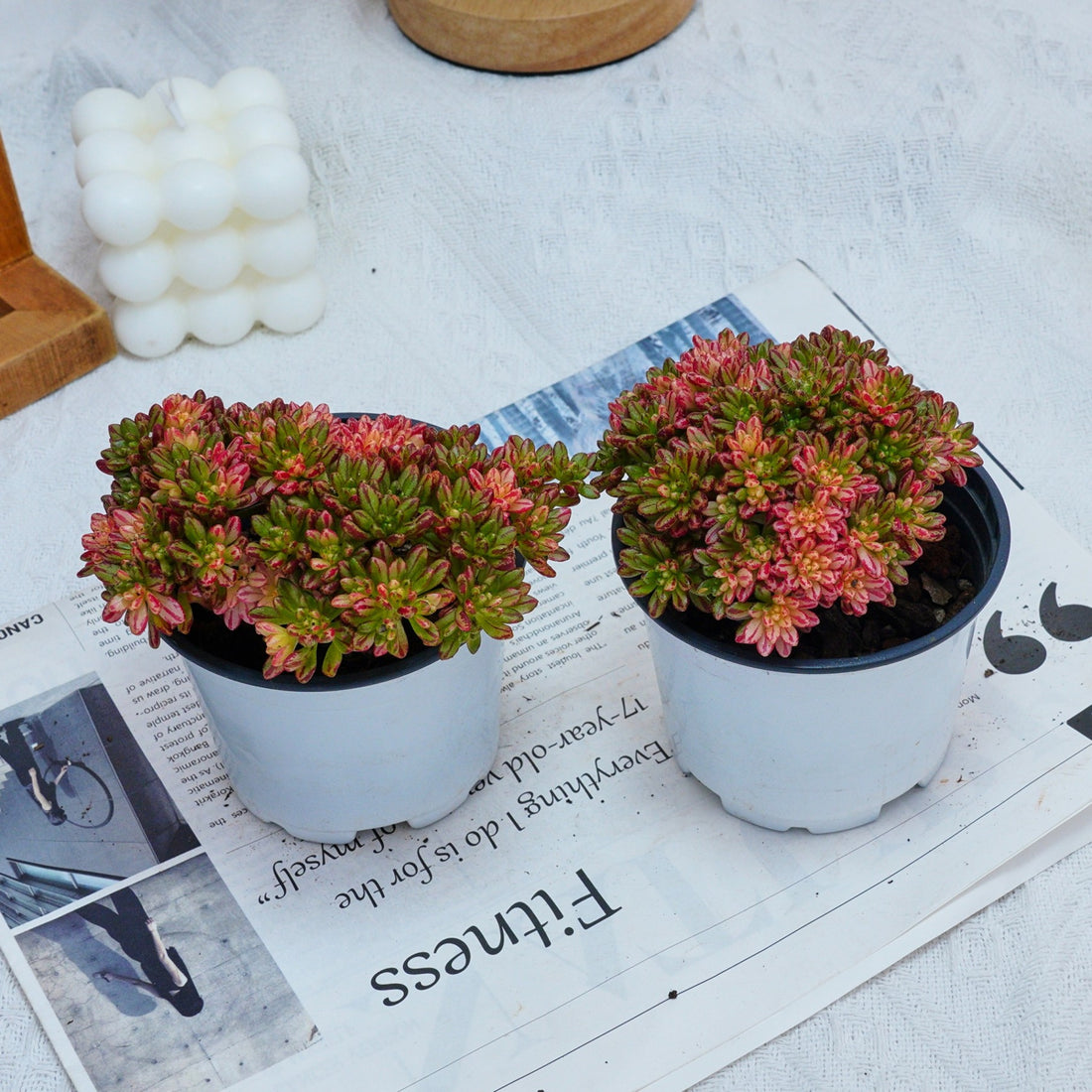 4'' Aeonium Loartei Variegated, Rare Live Succulent Plants