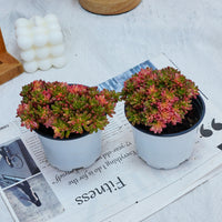 4'' Aeonium Loartei Variegated, Rare Live Succulent Plants