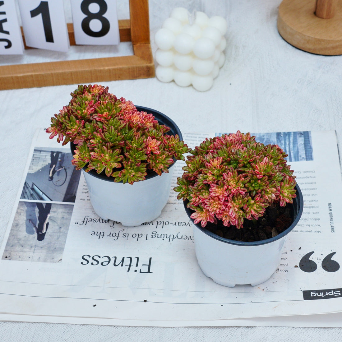 4'' Aeonium Loartei Variegated, Rare Live Succulent Plants