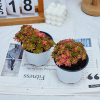 4'' Aeonium Loartei Variegated, Rare Live Succulent Plants