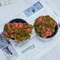 4'' Aeonium Loartei Variegated, Rare Live Succulent Plants