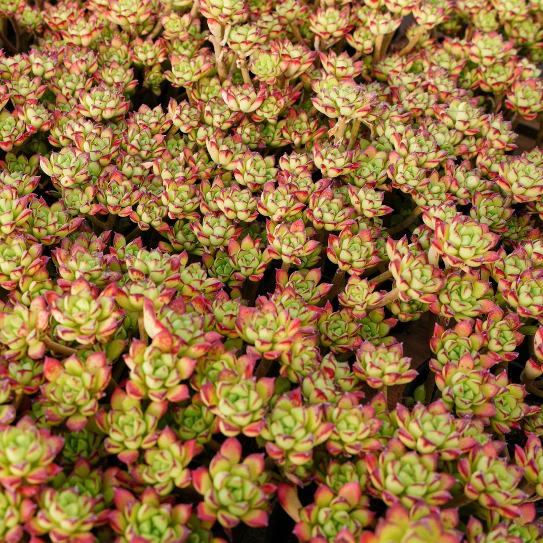 4'' Echeveria Supia, Rare Live Succulent Plants