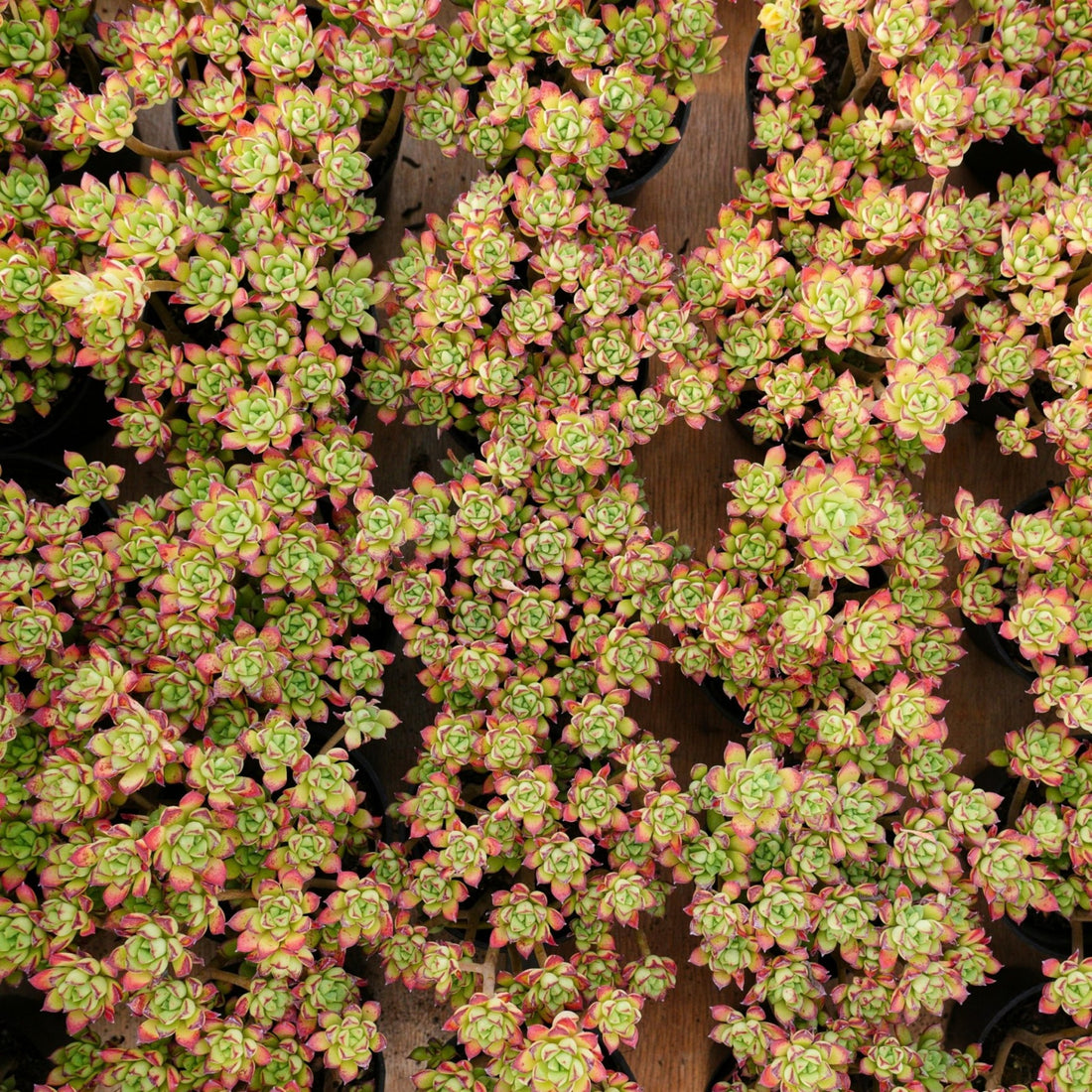 4'' Echeveria Supia, Rare Live Succulent Plants