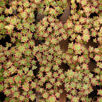 4'' Echeveria Supia, Rare Live Succulent Plants