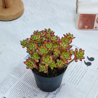 4'' Echeveria Supia, Rare Live Succulent Plants