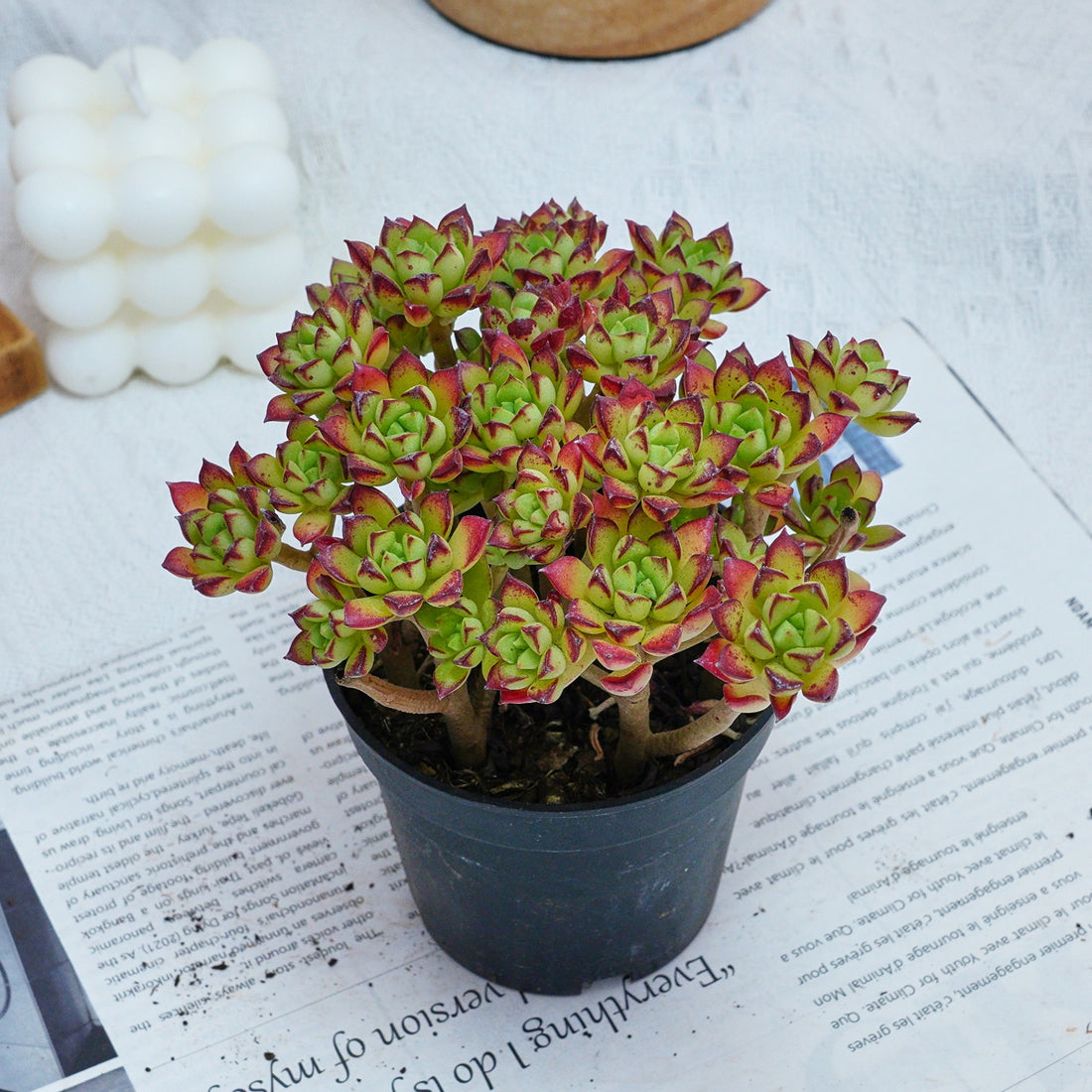 4'' Echeveria Supia, Rare Live Succulent Plants