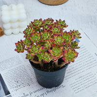 4'' Echeveria Supia, Rare Live Succulent Plants