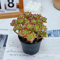 4'' Echeveria Supia, Rare Live Succulent Plants