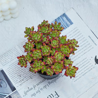 4'' Echeveria Supia, Rare Live Succulent Plants