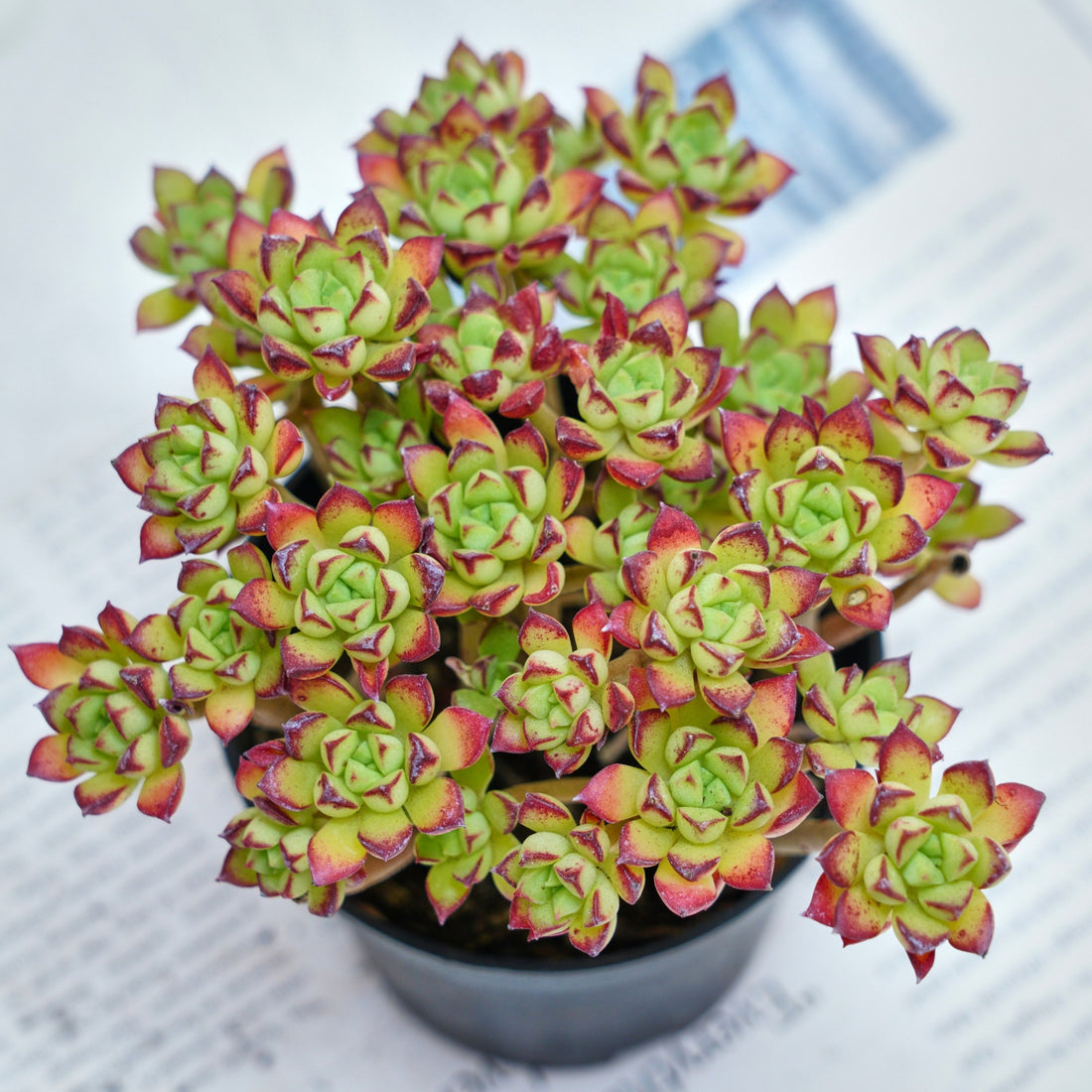 4'' Echeveria Supia, Rare Live Succulent Plants