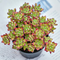 4'' Echeveria Supia, Rare Live Succulent Plants