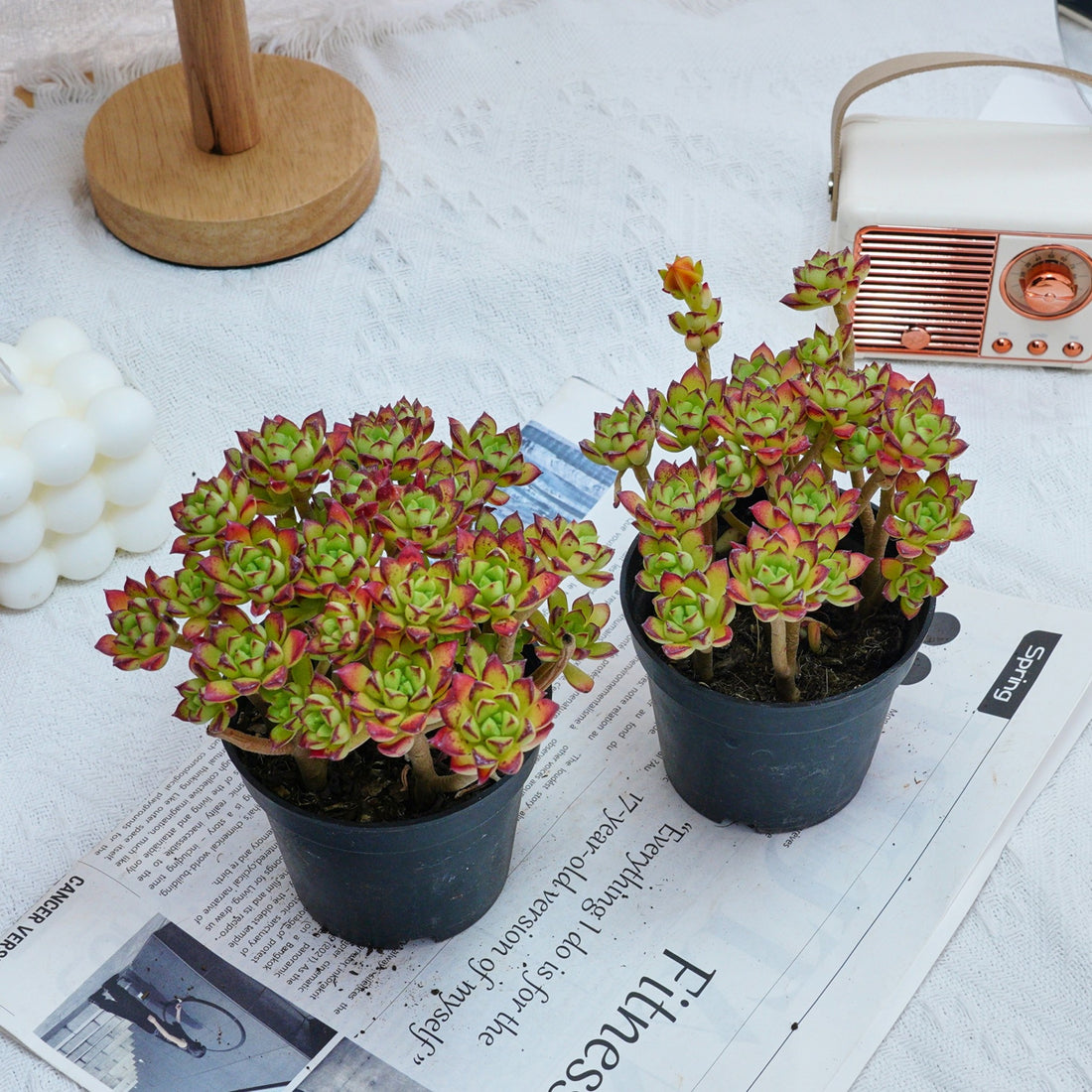 4'' Echeveria Supia, Rare Live Succulent Plants