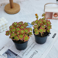 4'' Echeveria Supia, Rare Live Succulent Plants
