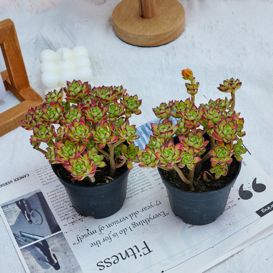 4'' Echeveria Supia, Rare Live Succulent Plants